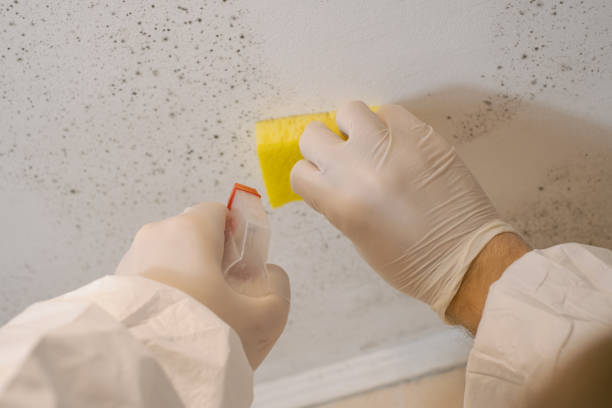 Best Mold-Related Health Consultation  in Oak Hills, PA