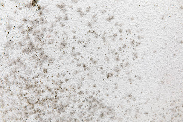 Best Mold Damage Restoration  in Oak Hills, PA