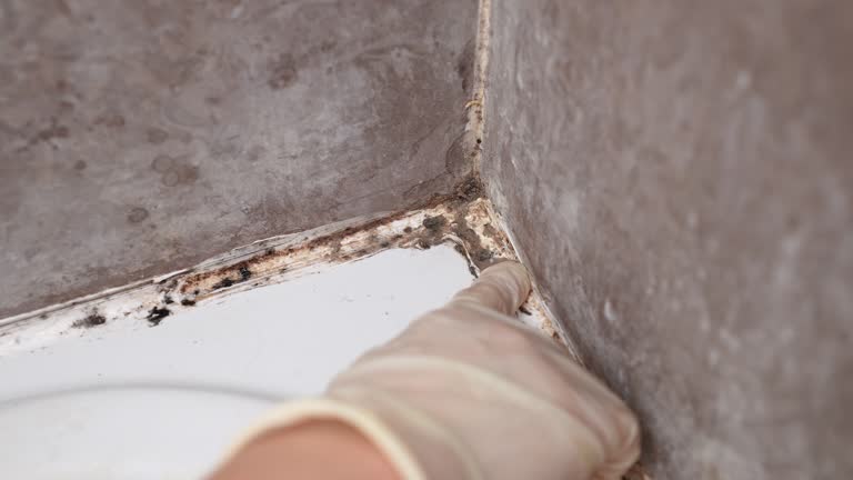 Best Commercial Mold Inspection  in Oak Hills, PA